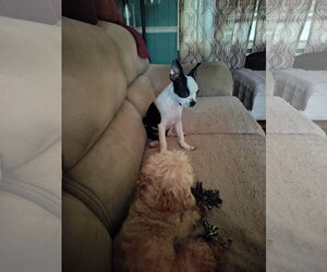 Cami/PENDING - Female Boston Terrier Dog for Adoption - Photo #2