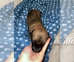 Small Photo #188 Belgian Malinois Puppy For Sale in REESEVILLE, WI, USA
