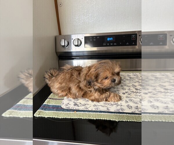 Medium Photo #3 Shih Tzu Puppy For Sale in S ZANESVILLE, OH, USA