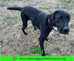Small #2 Labrador Retriever Mix