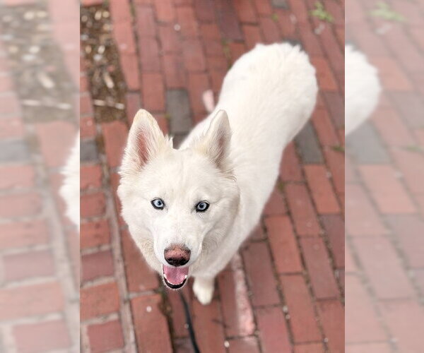 Medium Photo #1 American Eskimo Dog-Samoyed Mix Puppy For Sale in Boston, MA, USA