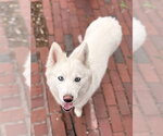 LILY - Female American Eskimo Dog-Samoyed Mix Dog for Adoption - Small photo