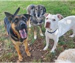 Small Photo #3 German Shepherd Dog-Mastiff Mix Puppy For Sale in Temecula, CA, USA