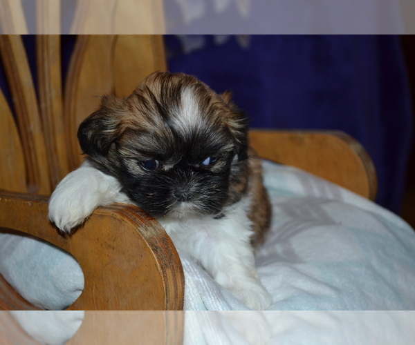 Medium Photo #1 Shih Tzu Puppy For Sale in GREENWOOD, WI, USA