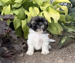 Shih Tzu Puppy for sale in THORP, WI, USA