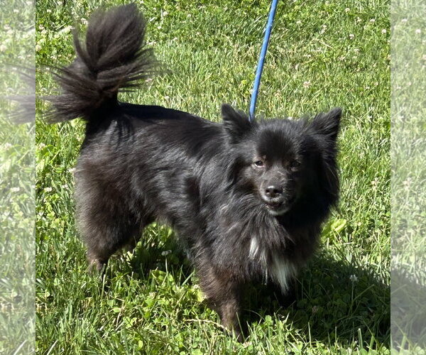 Medium Photo #1 Schip-a-Pom Puppy For Sale in Batavia, OH, USA