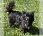 Small Schip-a-Pom