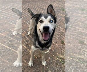 Kazu - Male Siberian Husky-Unknown Mix Dog for Adoption - Photo #7