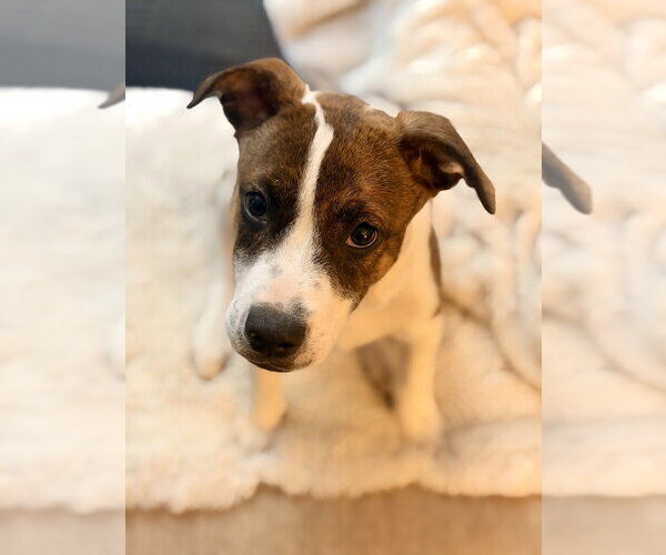 Medium Photo #1 Mutt Puppy For Sale in Tarrytown, GA, USA