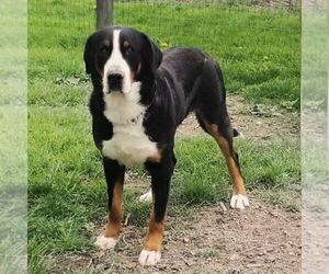 Father of the Greater Swiss Mountain Dog puppies born on 03/05/2025