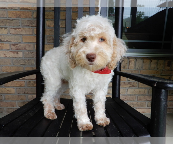 Medium Photo #3 Cockapoo Puppy For Sale in MILLERSBURG, OH, USA