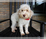 Small #2 Cockapoo