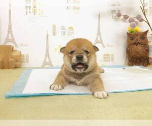 Shiba Inu Puppy for sale in NEW YORK, NY, USA