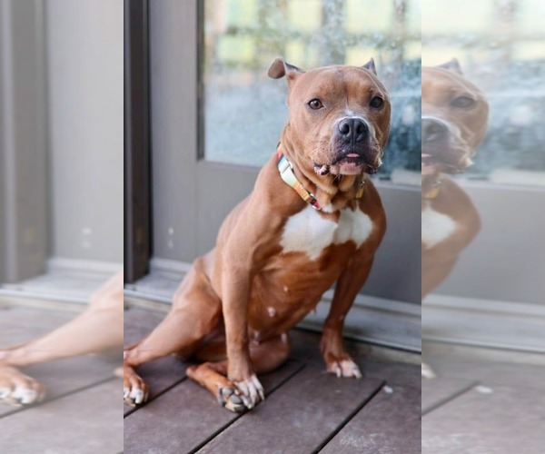 Medium Photo #1 American Pit Bull Terrier-American Staffordshire Terrier Mix Puppy For Sale in Duluth, MN, USA