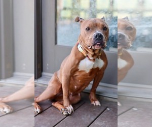 American Pit Bull Terrier-American Staffordshire Terrier Mix Dogs for adoption in Duluth, MN, USA