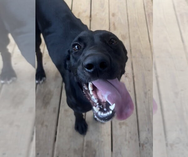 Medium Photo #1 Labrador Retriever-Unknown Mix Puppy For Sale in Wetumpka, AL, USA