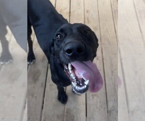 Labrador Retriever-Unknown Mix Dogs for adoption in Wetumpka, AL, USA