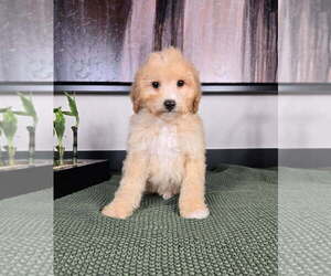 Goldendoodle (Miniature) Puppy for sale in FRANKLIN, IN, USA