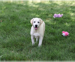 Small #2 Labrador Retriever