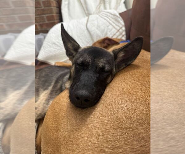 Medium Photo #3 German Shepherd Dog-Unknown Mix Puppy For Sale in Raleigh, NC, USA