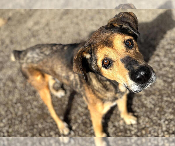 Medium Photo #2 Mutt Puppy For Sale in Elmsford, NY, USA