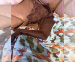 Small #9 Labrador Retriever Mix