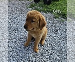 Small Photo #4 Golden Retriever Puppy For Sale in MORRILL, KS, USA