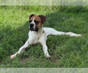 Boxer Dogs for adoption in Burnsville, MN, USA