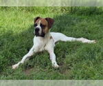 Small Boxer