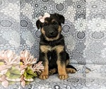 Small Photo #3 German Shepherd Dog Puppy For Sale in GLEN ROCK, PA, USA