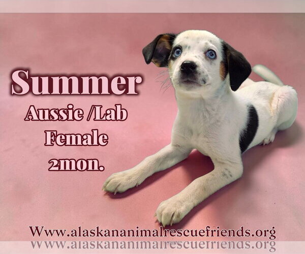 Medium Photo #3 Aussiedor Puppy For Sale in Anchorage, AK, USA