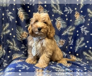 Cavapoo Puppy for sale in LAKELAND, FL, USA