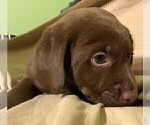 Small Photo #22 Labrador Retriever Puppy For Sale in PUEBLO, CO, USA