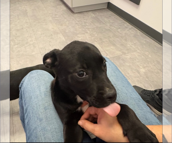 Medium Photo #7 German Shepherd Dog-Staffordshire Bull Terrier Mix Puppy For Sale in Holly Springs, NC, USA