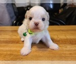 Small Photo #12 Shih Tzu Puppy For Sale in BELLEVILLE, MI, USA