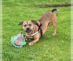 Small #3 Bulldog-Pembroke Welsh Corgi Mix