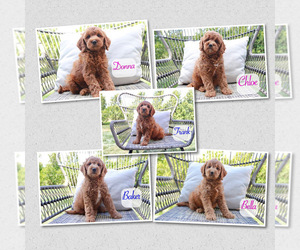 Goldendoodle (Miniature) Puppy for sale in MIDDLETOWN, OH, USA