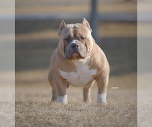 Father of the American Bully puppies born on 06/01/2022