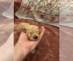 Puppy Zoe Goldendoodle