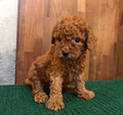Small Photo #5 Poodle (Toy) Puppy For Sale in CHICAGO, IL, USA