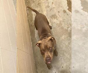 American Pit Bull Terrier Dogs for adoption in Ojai, CA, USA