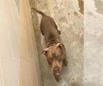 Small American Pit Bull Terrier