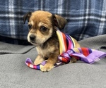 Small #2 Beagle-Chihuahua Mix