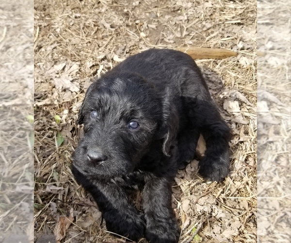 Medium Photo #15 Labradoodle Puppy For Sale in JACKSON, MN, USA