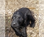 Small Photo #15 Labradoodle Puppy For Sale in JACKSON, MN, USA