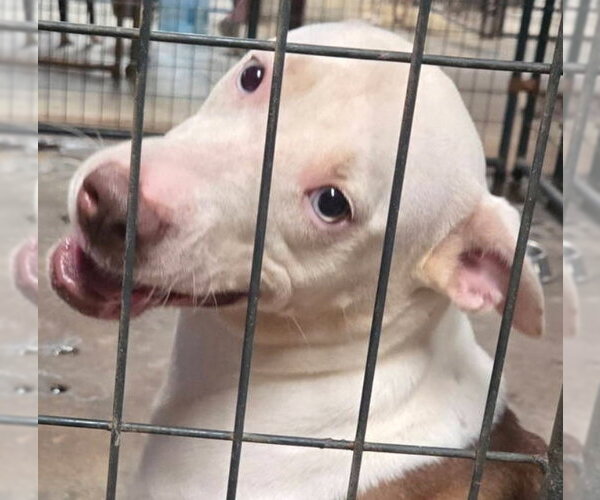 Medium Photo #6 Siberian Husky-Unknown Mix Puppy For Sale in Jackson, MS, USA