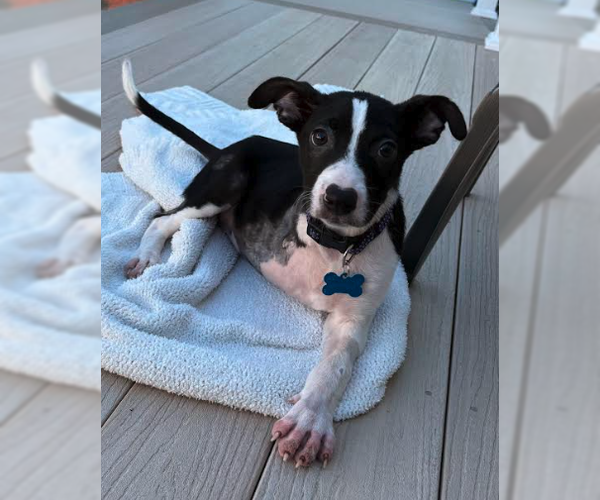 Medium Photo #2 Border Collie-Unknown Mix Puppy For Sale in Plainfield, IL, USA