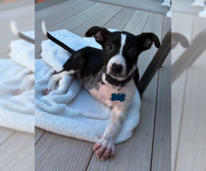 Charlie - Female Border Collie-Unknown Mix Dog for Adoption - Photo #2