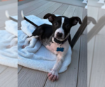 Small Photo #2 Border Collie-Unknown Mix Puppy For Sale in Plainfield, IL, USA