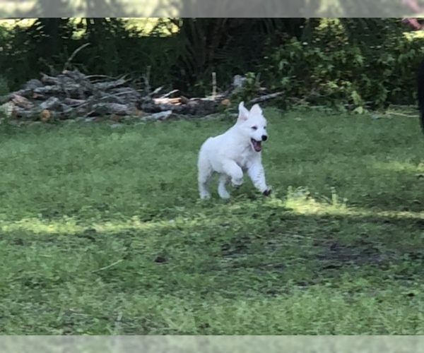 Medium Photo #9 German Shepherd Dog Puppy For Sale in MICANOPY, FL, USA